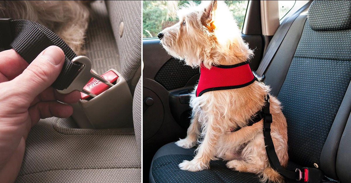 Pet Safety Adjustable Seat Belt 3 Colors